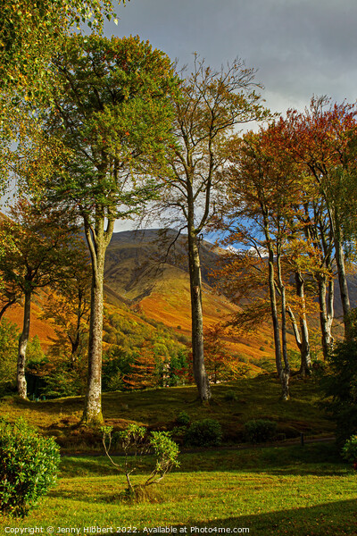 View of Ben Nevis through the trees in Glen Nevis Picture Board by Jenny Hibbert