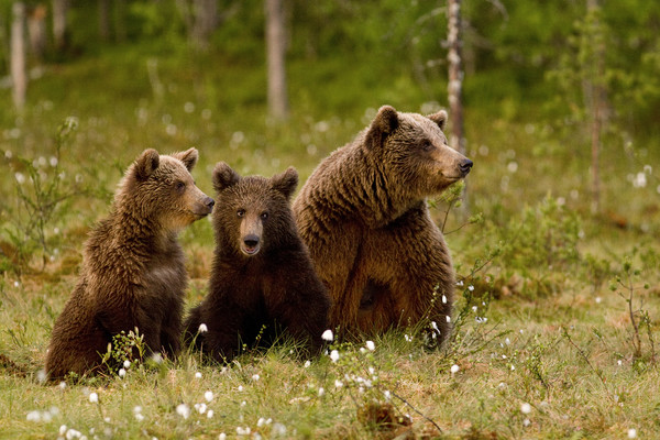 Family Brown bears in swamp Picture Board by Jenny Hibbert
