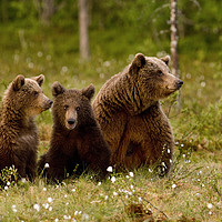 Buy canvas prints of Family Brown bears in swamp by Jenny Hibbert
