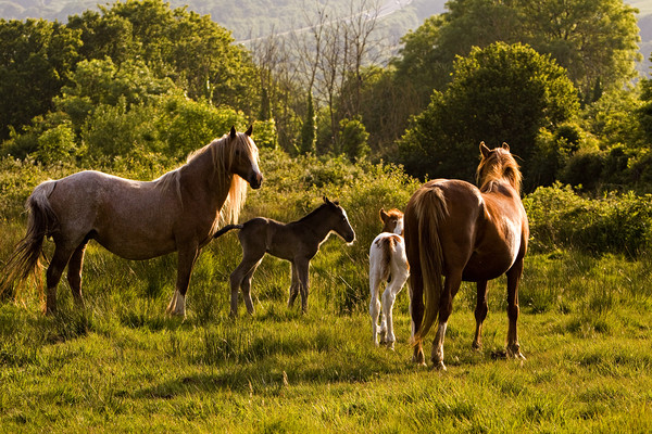 Foals and mares meet on common Picture Board by Jenny Hibbert