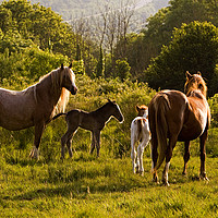 Buy canvas prints of Foals and mares meet on common by Jenny Hibbert