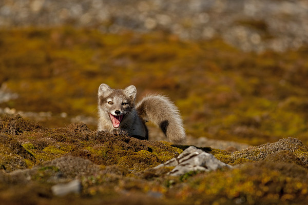 Arctic Fox cub in tundra Svalbard Arctic Picture Board by Jenny Hibbert