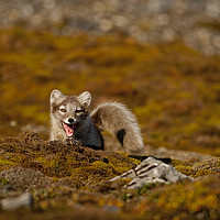 Buy canvas prints of Arctic Fox cub in tundra Svalbard Arctic by Jenny Hibbert