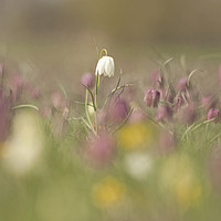 Buy canvas prints of  Meadow full of Snakes head Fritillary, Cricklade by Jenny Hibbert