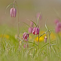 Buy canvas prints of Group of Snakes head Fritillary, Cricklade by Jenny Hibbert