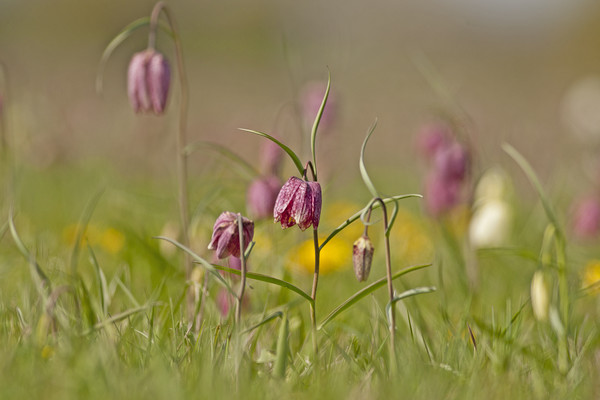Snakes head Fritillary in meadow, Cricklade Picture Board by Jenny Hibbert