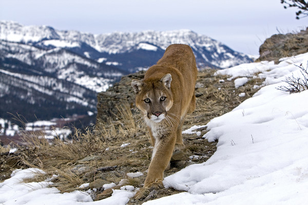 Cougar high up in the mountains North America Picture Board by Jenny Hibbert