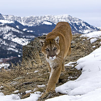 Buy canvas prints of Cougar high up in the mountains North America by Jenny Hibbert