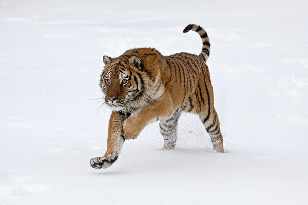 Siberian tiger running through the snow America Picture Board by Jenny Hibbert