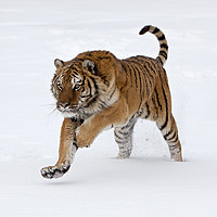 Buy canvas prints of Siberian tiger running through the snow America by Jenny Hibbert