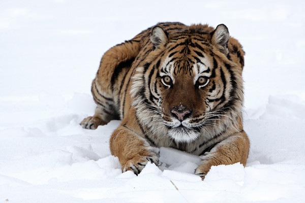 Siberian tiger lying in snow North America Picture Board by Jenny Hibbert
