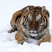 Buy canvas prints of Siberian tiger lying in snow North America by Jenny Hibbert