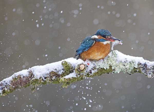 Kingfisher with catch in the snow, Cardiff Wales Picture Board by Jenny Hibbert