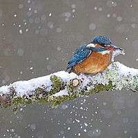 Buy canvas prints of Kingfisher with catch in the snow, Cardiff Wales by Jenny Hibbert