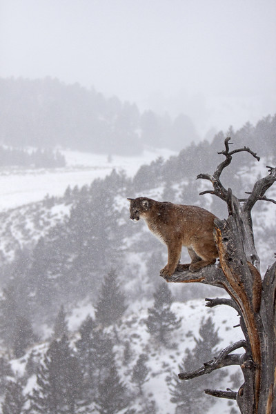Cougar sitting in a tree, North America Picture Board by Jenny Hibbert