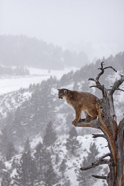 Cougar sitting in a tree, North America Framed Print by Jenny Hibbert