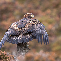 Buy canvas prints of Golden Eagle catching the breeze, Scotland by Jenny Hibbert