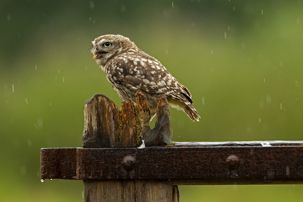Little Owl in the rain Picture Board by Jenny Hibbert