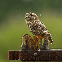 Buy canvas prints of Little Owl looking up at the rain by Jenny Hibbert