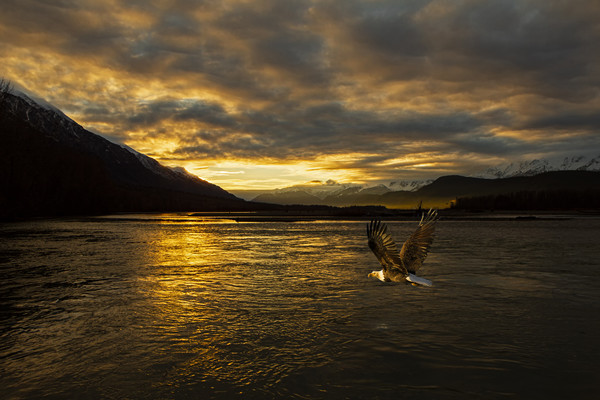 Bald eagle flies across Chilkat river Alaska Picture Board by Jenny Hibbert