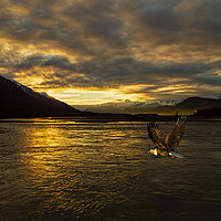 Buy canvas prints of Bald eagle flies across Chilkat river Alaska by Jenny Hibbert