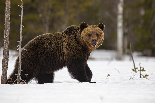 Brown bear just out of hibernation Picture Board by Jenny Hibbert