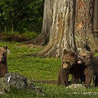 Buy canvas prints of Bear cubs playing in the forest by Jenny Hibbert