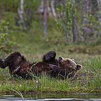 Buy canvas prints of Brown bear relieving an itch by Jenny Hibbert