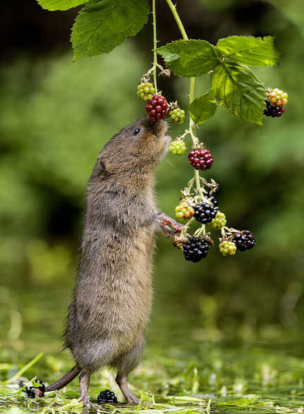 Water Vole stretching for blackberries Picture Board by Jenny Hibbert