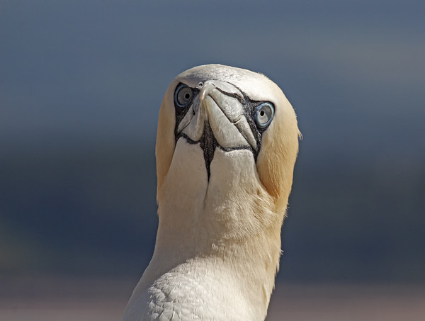 Puzzled Gannet Picture Board by Jenny Hibbert
