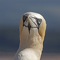 Buy canvas prints of Puzzled Gannet by Jenny Hibbert