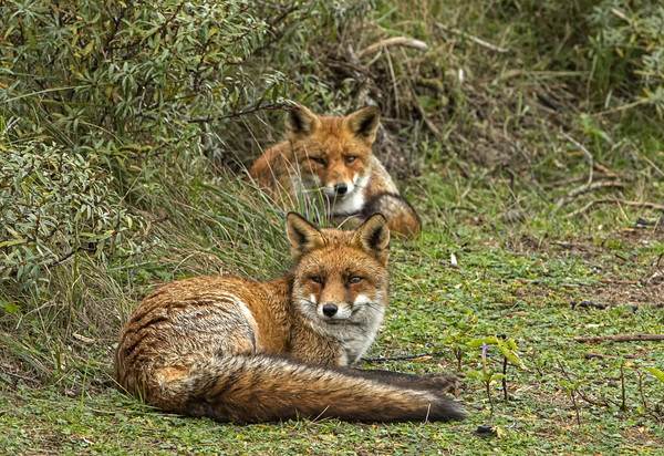 Two Red Foxes relaxing Picture Board by Jenny Hibbert