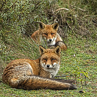 Buy canvas prints of Two Red Foxes relaxing by Jenny Hibbert