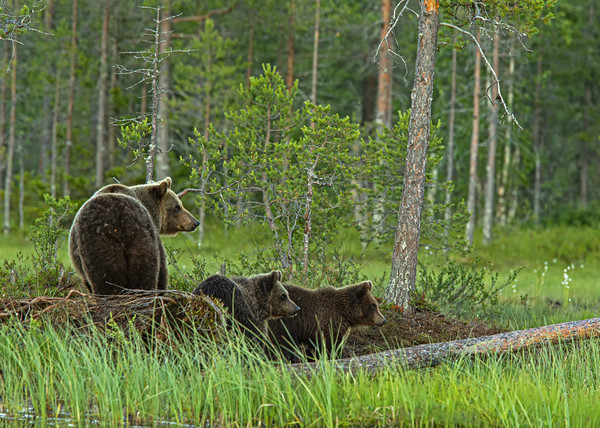 Brown bear family looking anxious  Picture Board by Jenny Hibbert