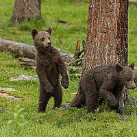 Buy canvas prints of Nervous Bear cubs by Jenny Hibbert