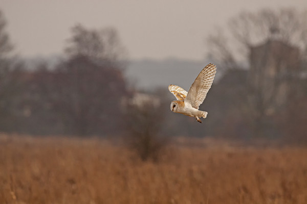  Barn Owl hunting Picture Board by Jenny Hibbert