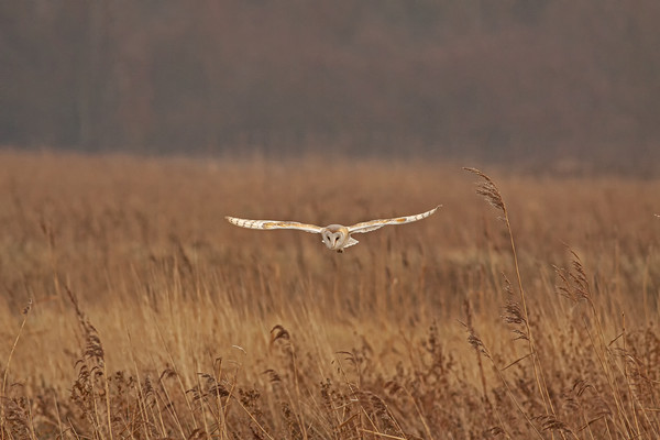 Barn Owl hunting over grasses Picture Board by Jenny Hibbert