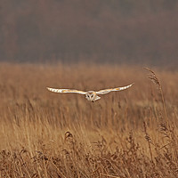 Buy canvas prints of Barn Owl hunting over grasses by Jenny Hibbert