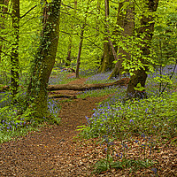 Buy canvas prints of Wenault woods Cardiff by Jenny Hibbert