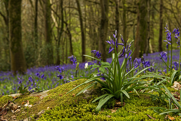 Close up of Bluebells in Wenault woods Cardiff Picture Board by Jenny Hibbert