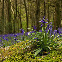 Buy canvas prints of Close up of Bluebells in Wenault woods Cardiff by Jenny Hibbert