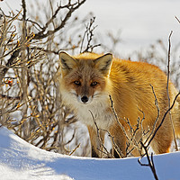 Buy canvas prints of Red Fox in the snow by Jenny Hibbert