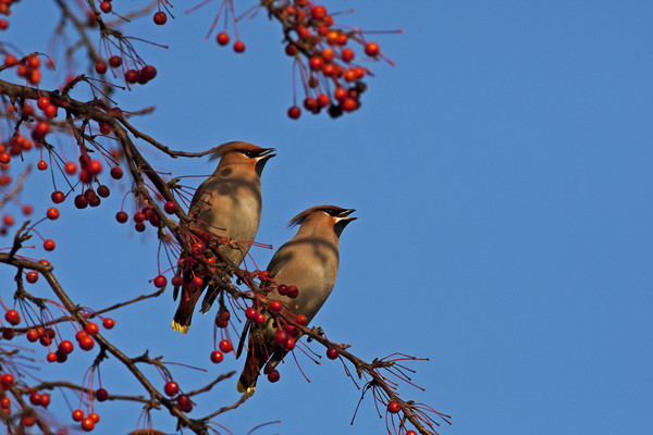 Pair of Waxwings Picture Board by Jenny Hibbert