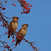 Buy canvas prints of Pair of Waxwings by Jenny Hibbert