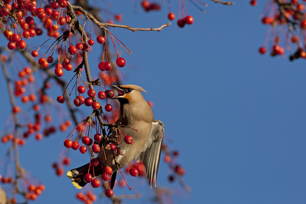 Waxwing feeding on berries Picture Board by Jenny Hibbert