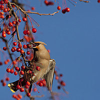 Buy canvas prints of Waxwing feeding on berries by Jenny Hibbert