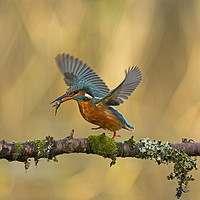 Buy canvas prints of Kingfisher running along branch by Jenny Hibbert