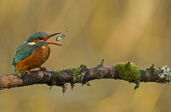 Kingfisher throwing fish Picture Board by Jenny Hibbert