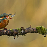 Buy canvas prints of Kingfisher throwing fish by Jenny Hibbert