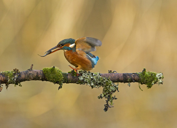 Kingfisher with fish on perch Picture Board by Jenny Hibbert